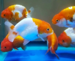 Carassius auratus "Goldfish - Ranchu Lionhead Red/White" AAA L