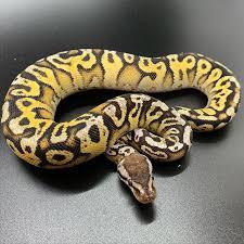 Python regius HGWG yellow belly