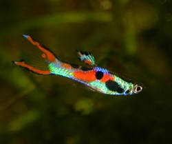 Poecilia endler supercolor female
