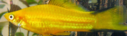 Xiphophorus helleri - Yellow  