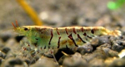 Neocaridina sp. (tiger shrimp)