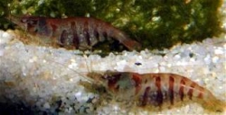 Neocaridina sp. (zebra shrimp)