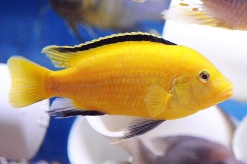 Labidochromis sp. Yellow  
