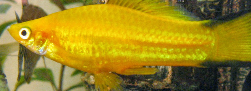Xiphophorus maculatus - Yellow  