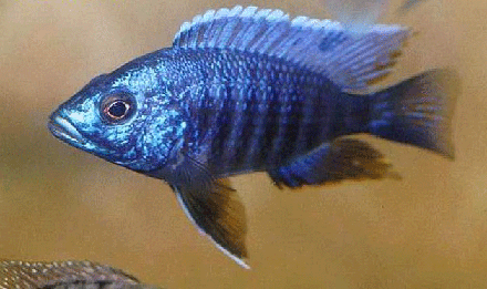 Aulonocara nyassae Female 
