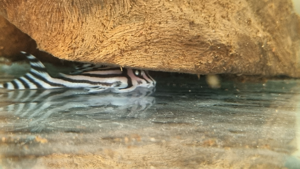 L046 - Hypancistrus zebra Wild XL