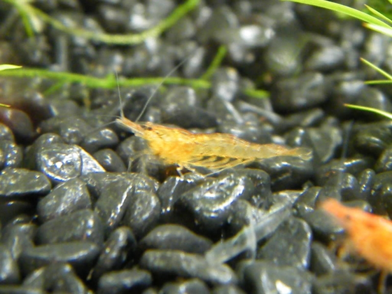 Caridina propingua-yellow shrimp