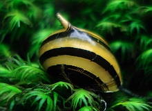 Clithon spec. Zebra Horn Snail
