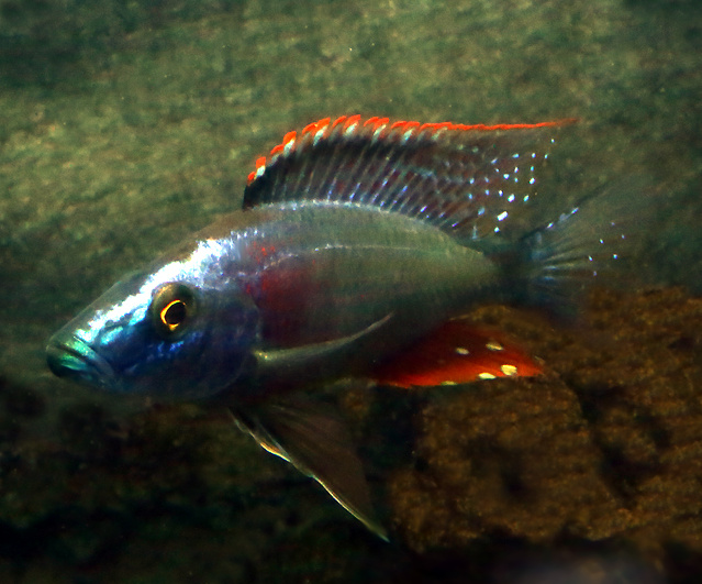 Dimidiochromis compressiceps Red