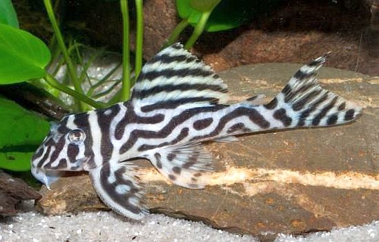 brown zebra pleco brown zebra pleco