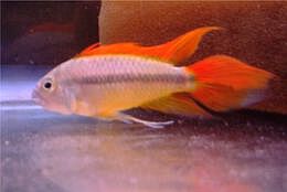 Apistogramma cacatuoides gold red