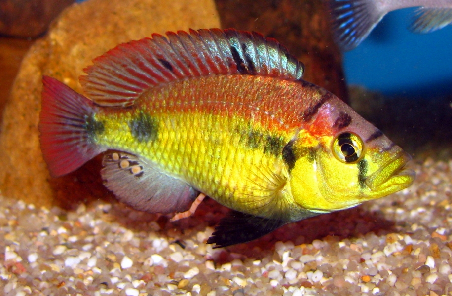Haplochromis sp. yellow belly