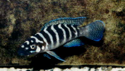 Lamprologus cylindricus