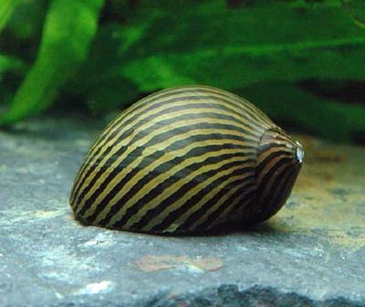 Neritina turrita - Tiger Snail