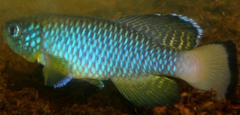 Nothobranchius guentheri blue