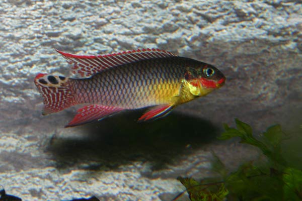 Pelvicachromis taeniatus dehane