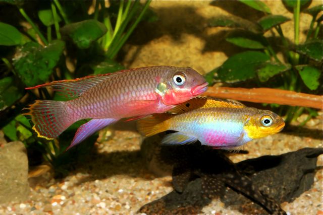 Pelvicachromis taeniatus niger. red