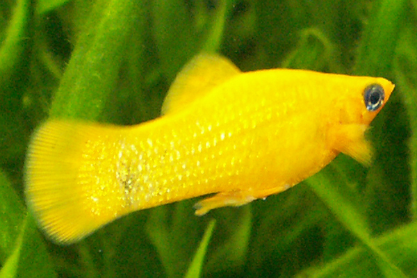 Poecilia sphenops gold molly