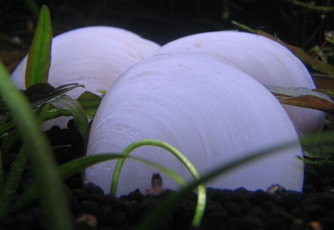 Polymesoda sp. Coral white