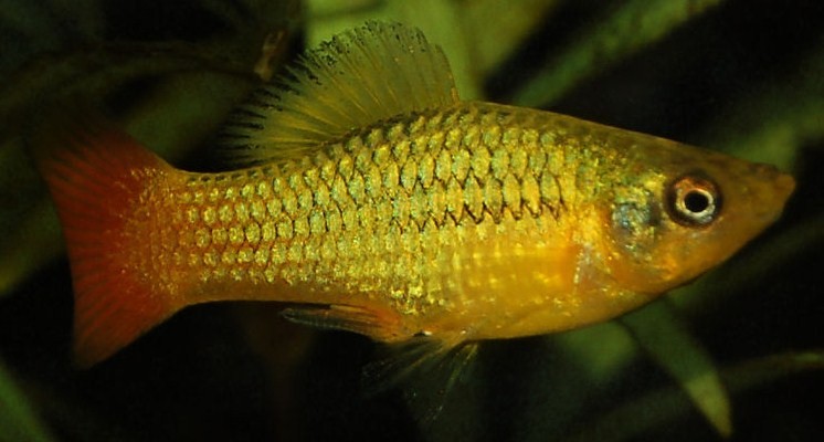 Xiphophorus variatus orange gold