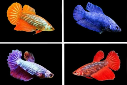 Betta spl. female SuperDelta mix M