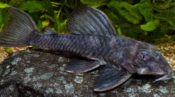 L070 - Hypancistrus sp. Zombie Pleco XL very rare