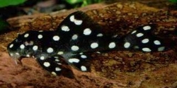 L368 - Scobinancistrus sp. Black and White Very rare