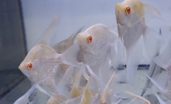 Pterophyllum scalare Pinoy Albino Diamond