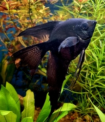 Pterophyllum scalare black l.f. XXL  - skalár černý závojový