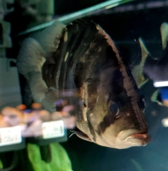 Datnioides microlepis Sumatra - Pilohřbetec malošupinatý