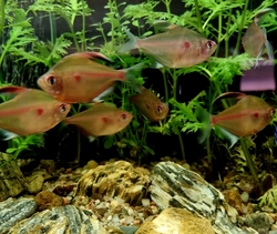 Hyphessobrycon erythrostigma - Tetra červenoskvrnná