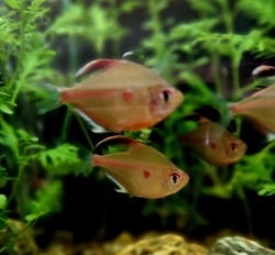 Hyphessobrycon erythrostigma - Tetra červenoskvrnná