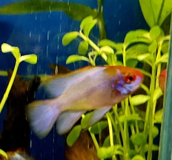  Papiliochromis ramirezi electric blue -Cichlidka Ramirezova modrá