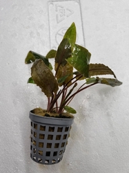 Cryptocoryne wendtii Tropica - Kryptokoryna Wendtova