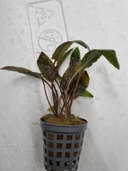 Cryptocoryne wendtii Tropica - Kryptokoryna Wendtova