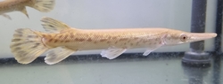 Atractosteus spatula Albino Golden Marble - Kostlín obrovský albín
