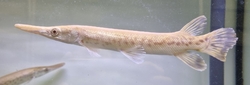 Atractosteus spatula Albino Golden Marble - Kostlín obrovský albín