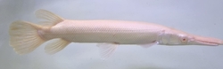 Atractosteus spatula Albino Red Eye - Kostlín obrovský albín