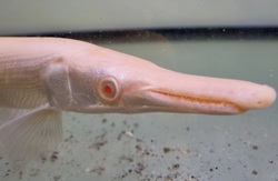 Atractosteus spatula Albino Red Eye - Kostlín obrovský albín