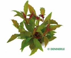 DENNERLE Rostlina Alternanthera reineckii ‘Rot‘ (VE = 5)