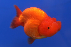 Caras.aurat.schl. red ranchu