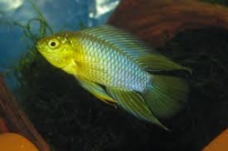 Apistogramma borelli