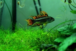 Apistogramma cacatuoides