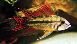 Apistogramma cacatuoides double red