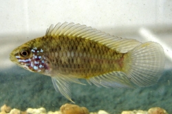 Apistogramma commbrae