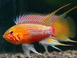 Apistogramma hongsloi i red-gold