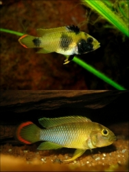 Apistogramma nijsseni