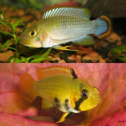 Apistogramma pandourini