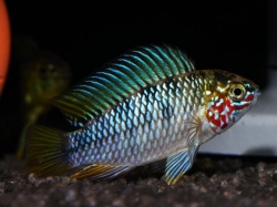 Apistogramma sp. opal