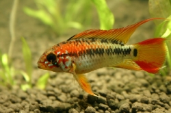 Apistogramma sp. viejeta